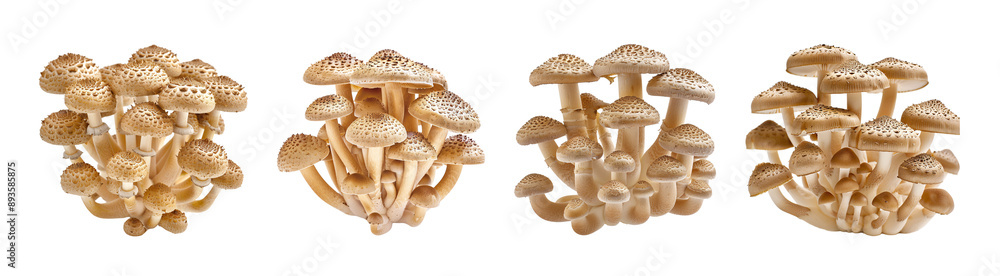 A cluster of brown mushrooms with textured caps. A cluster of brown mushrooms with textured caps.