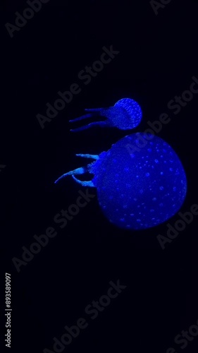 Wallpaper Mural jellyfish in the water, jellyfish glowing blue-white. Torontodigital.ca