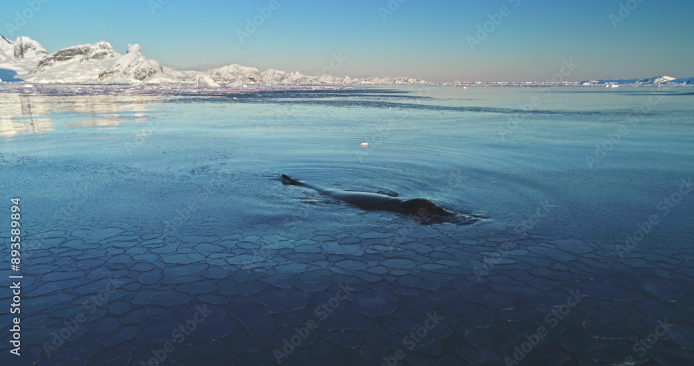 Big humpback whale swimming frozen polar ocean water. Explore wildlife in Antarctica. Untouched wilderness of South Pole. Nature conservation, travel, wild animals, ice floes, mountains. Slow motion Big humpback whale swimming frozen polar ocean water. Explore wildlife in Antarctica. Untouched wilderness of South Pole. Nature conservation, travel, wild animals, ice floes, mountains. Slow motion