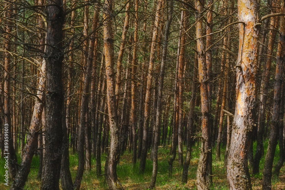 birch forest in spring birch forest in spring