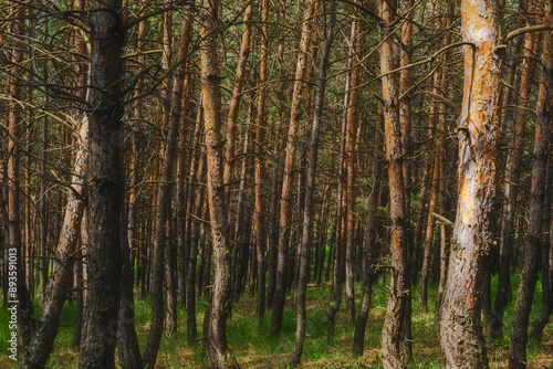 birch forest in spring