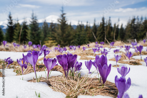 Beautiful spring landscape with snow and saffron flowers
