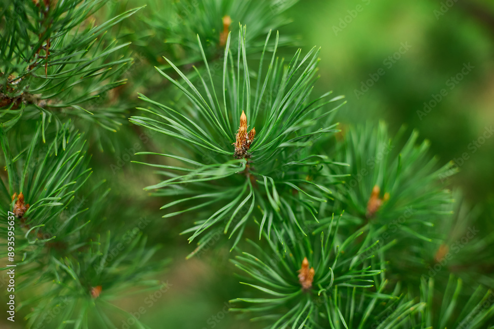 Pine needles, branches, and cones are visible in this close-up image. Pine needles, branches, and cones are visible in this close-up image.