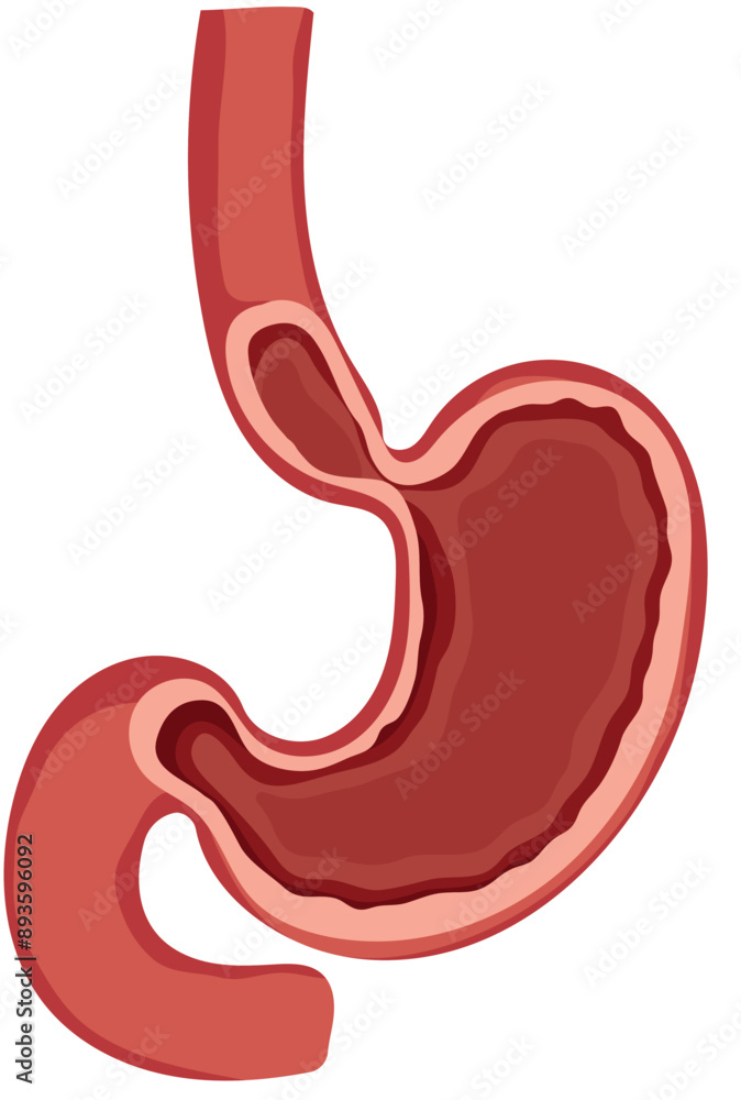 Human Stomach Anatomy or Digestion System Illustration Human Stomach Anatomy or Digestion System Illustration