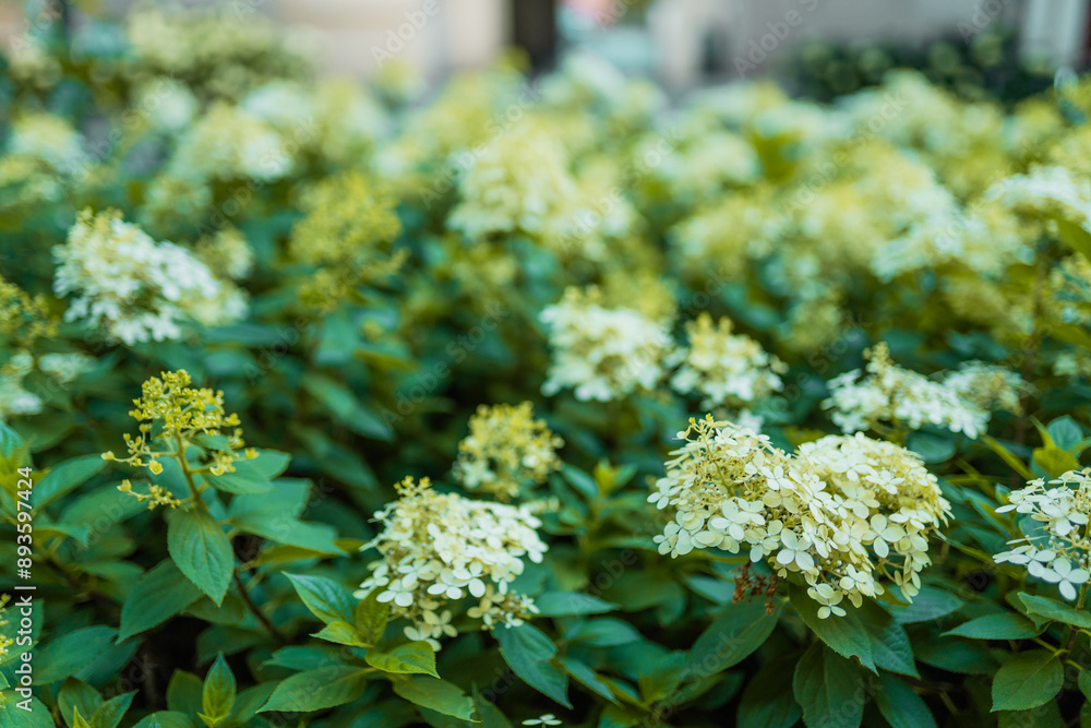 Obraz premium White hydrangea flowers border. Gardening concept.