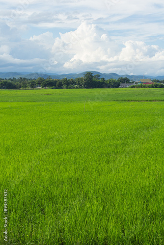 green rice field with sky in Thailand