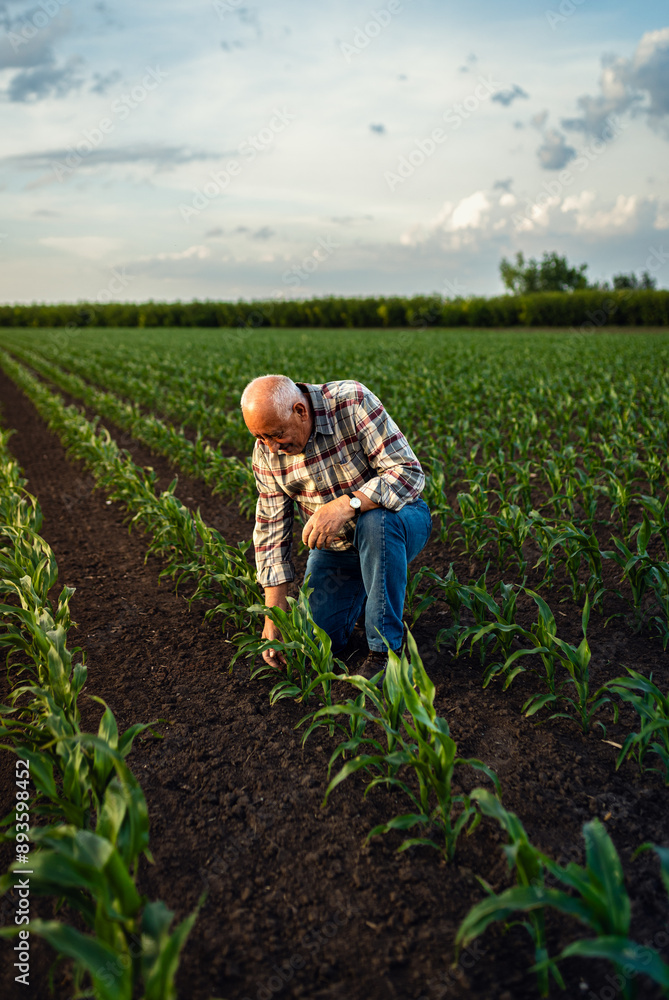 Senior farmer standing in corn field examining crop in his hands at sunset. Senior farmer standing in corn field examining crop in his hands at sunset.