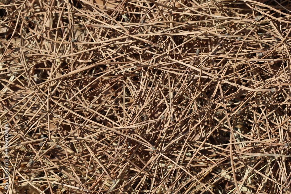 texture of pine needles on the ground texture of pine needles on the ground
