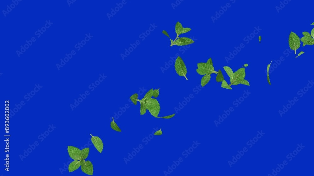 falling peppermint leaves isolated blue screen falling peppermint leaves isolated blue screen