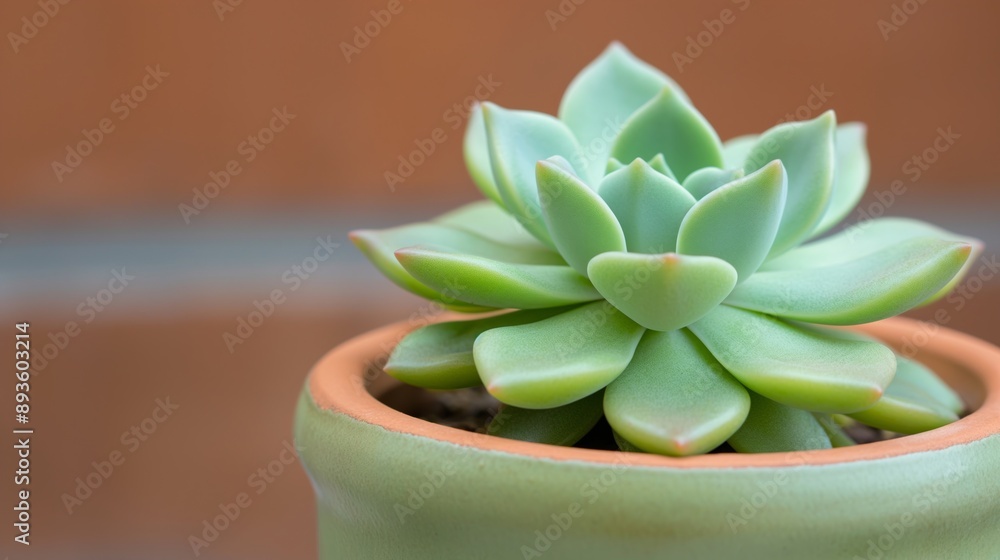 Beautiful Minimalist Green Succulent Plant in a Decorative Pot on Brown Background, Perfect for Modern Home or Office Décor, Eco-Friendly Design Beautiful Minimalist Green Succulent Plant in a Decorative Pot on Brown Background, Perfect for Modern Home or Office Décor, Eco-Friendly Design