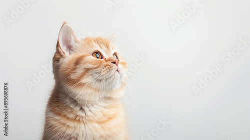 A British Shorthair kitten with orange fur, looking upwards with a thoughtful expression against a plain background.