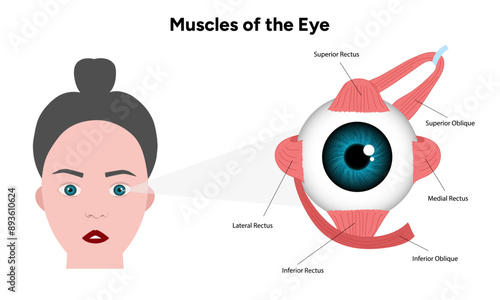 Muscles of the eye diagram with woman