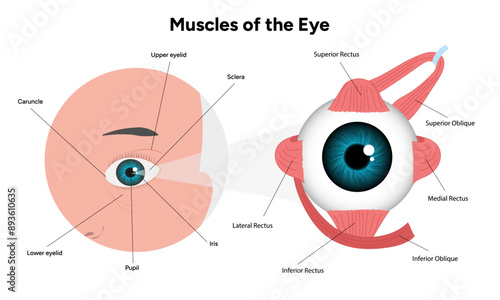 Muscles of the eye diagram medical infographic with human zoom eye