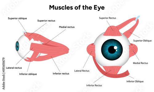 Muscles of the eye diagram medical infographic