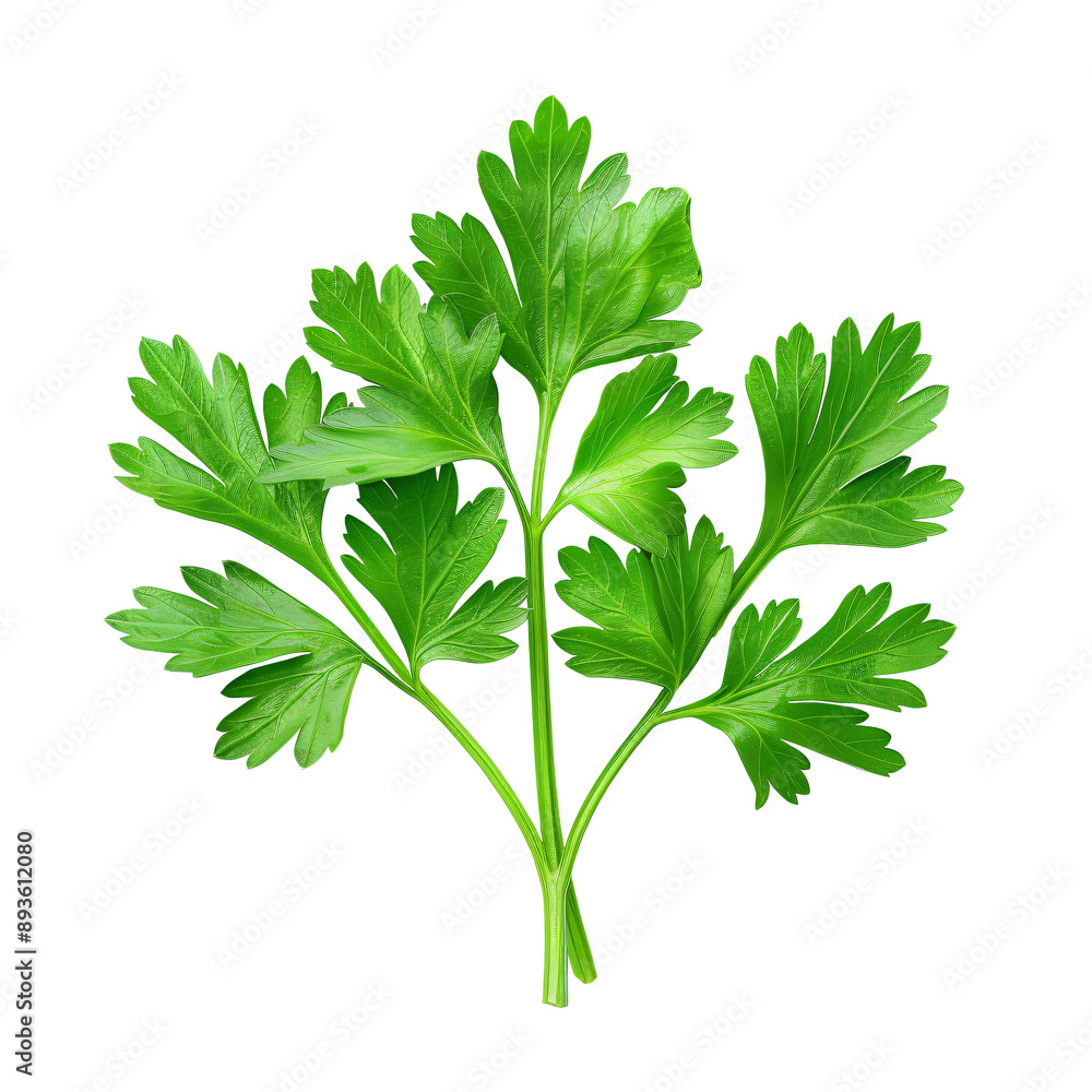 Fresh Parsley Sprig: A vibrant sprig of parsley, isolated on a white background, showcasing its delicate green leaves and intricate details. Perfect for culinary, herbal, and botanical themes. Fresh Parsley Sprig: A vibrant sprig of parsley, isolated on a white background, showcasing its delicate green leaves and intricate details. Perfect for culinary, herbal, and botanical themes.