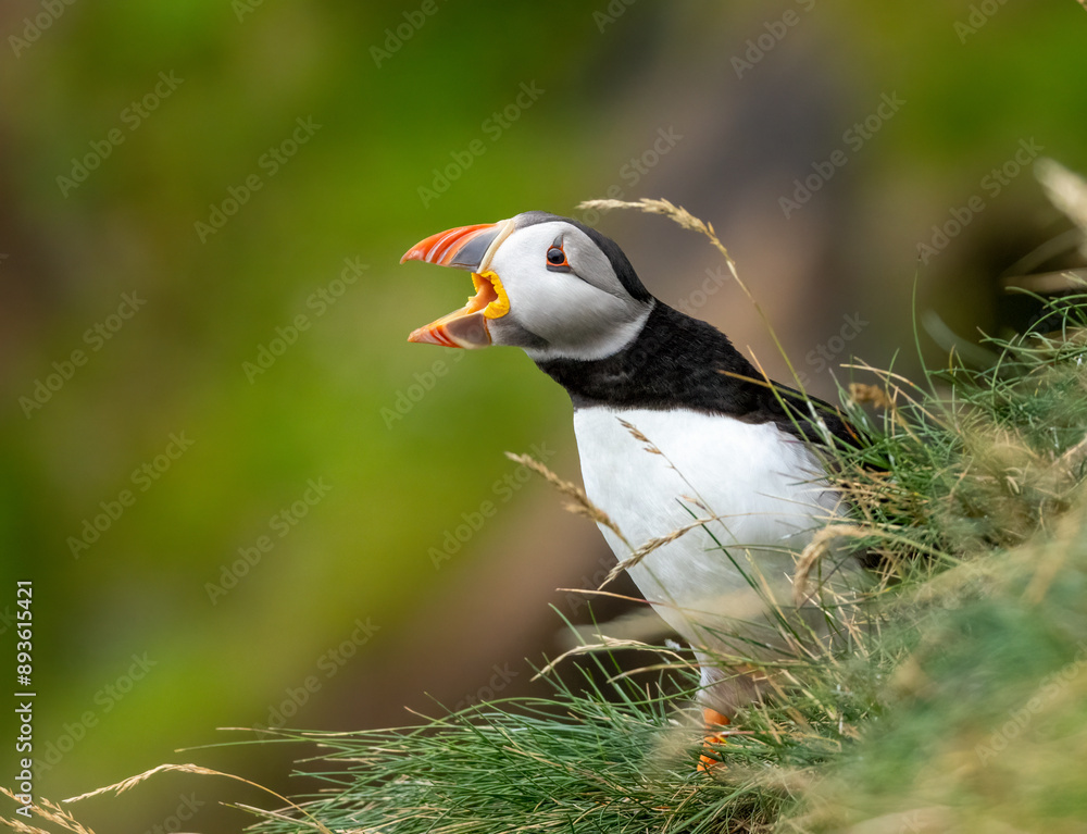 Obraz premium Atlantic puffin on the cliff side during breeding season