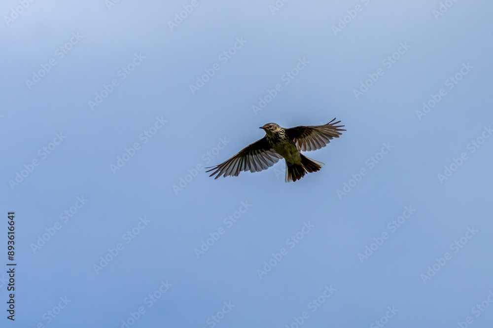 Fototapeta premium Meadow pipit in flight in the blue sky