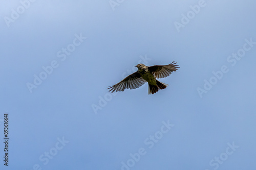 Meadow pipit in flight in the blue sky