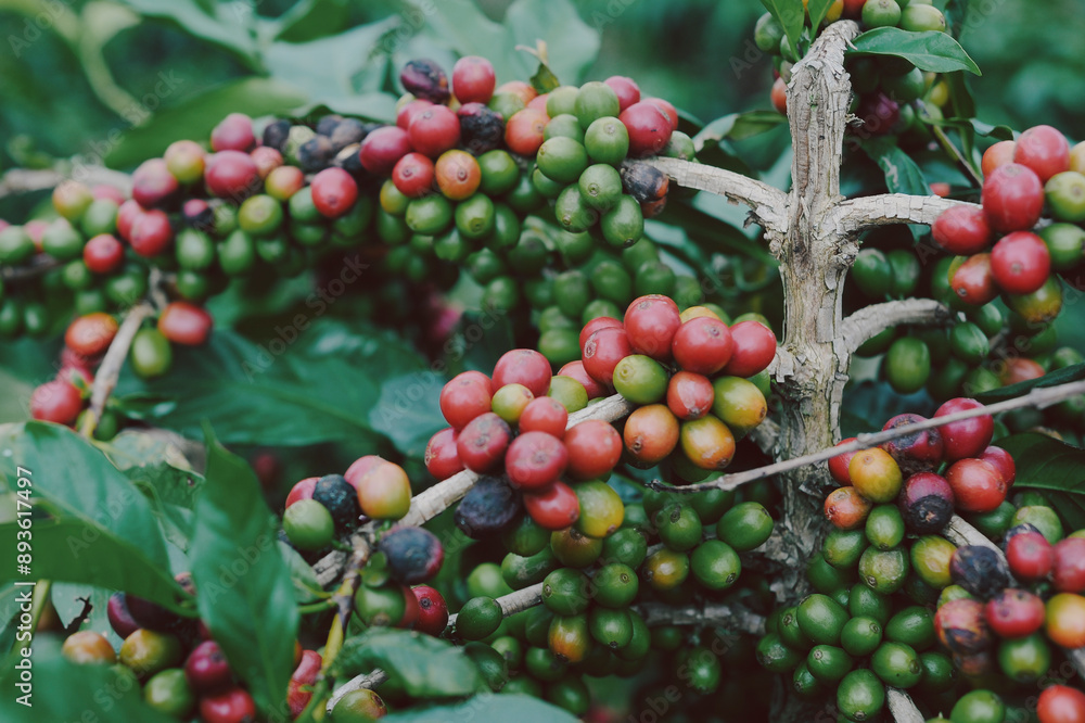 coffee berries on a branch coffee berries on a branch