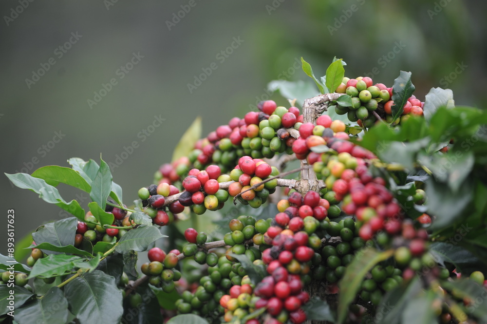 coffee berries on a branch coffee berries on a branch