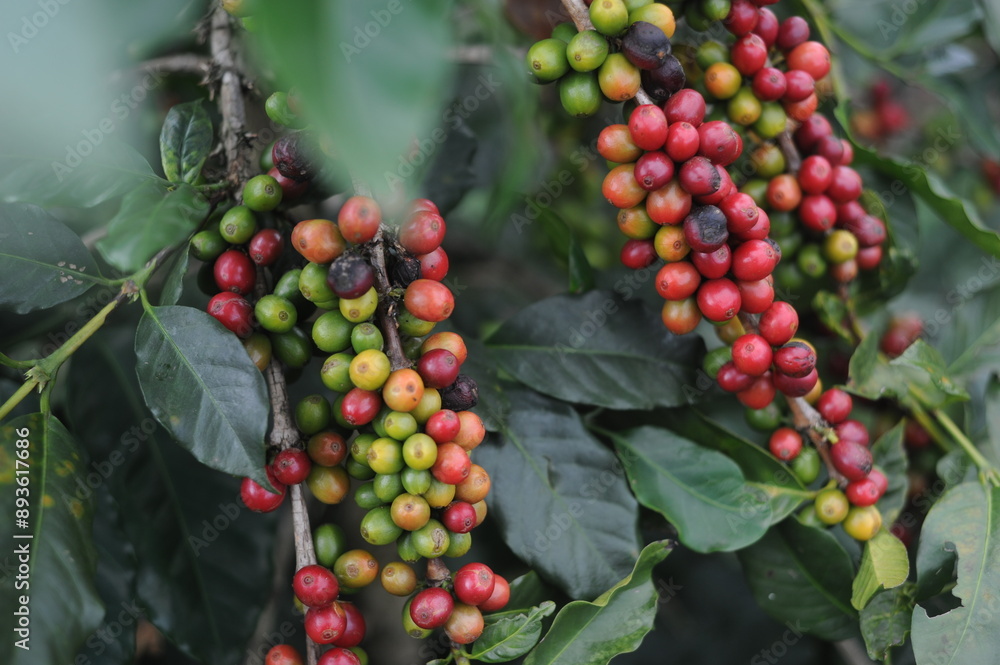 Fototapeta premium coffee berries on a branch
