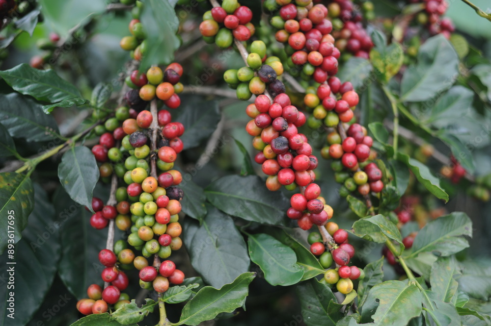 coffee berries on a branch coffee berries on a branch