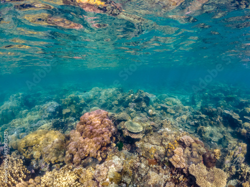 Underwater view of a tropical reef in clear, shallow water