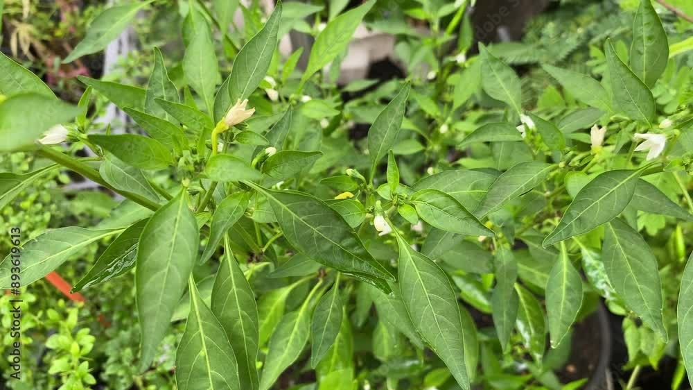 Diseases and insects in plants concept. Green leaves of Chilli plants as Infected Diseases and insects in plants concept. Green leaves of Chilli plants as Infected