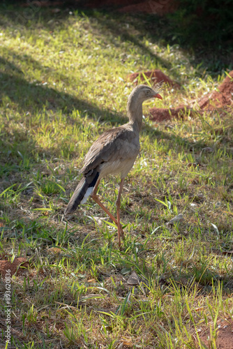 Red-legged Seriema photo