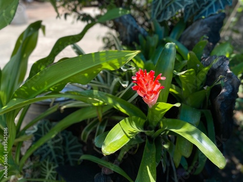 Red flowers of Urn Plant named Aechmea fasciata, growth in botanical garden.  photo