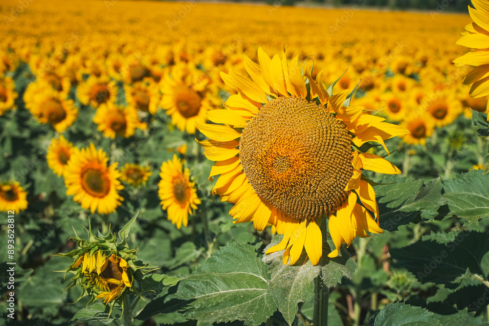 Obraz premium A large sunflower on the background of a field of sunflowers. Agricultural fields. Selected Focus
