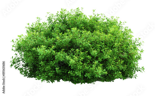 A large Shrubs or green bush isolated on transparent, png or white background. Natural small leaf.