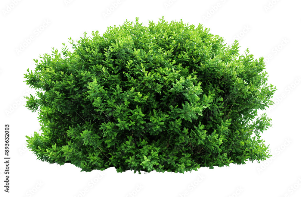 Fototapeta premium A large Shrubs or green bush isolated on transparent, png or white background. Natural small leaf.