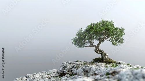 beautiful bonsai in the mountains