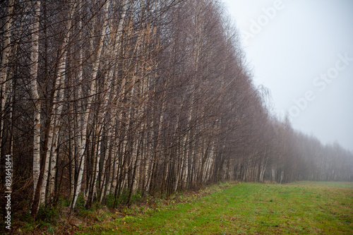 forest in mountains Karkonosze photo