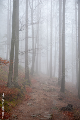 forest in mountains Karkonosze photo