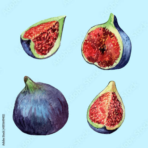 Set of watercolor fig fruits 