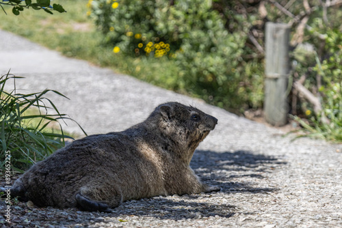Rock hyrax resting on footpath in the shade of tree. Procavia capensis. cape hyrax, Afrotheria animals. South Africa. Species of Afroasiatic mammal. Cute little animal in natural habitat, wildlife 