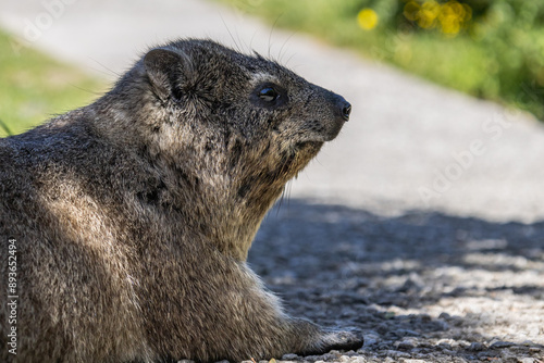 Close up side view portrait of rock hyrax. Procavia capensis. cape hyrax, Afrotheria animals. South Africa. Species of Afroasiatic mammal. Cute little animal in natural habitat, wildlife 