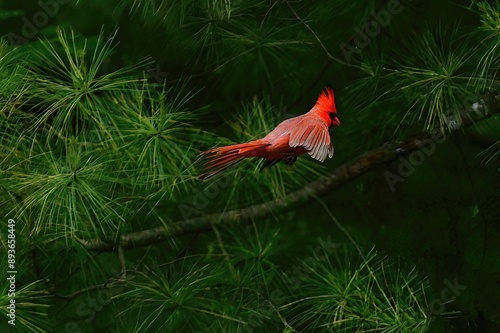 Red Cardinal in flight