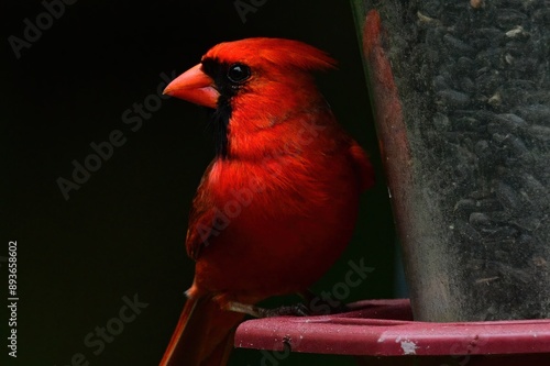 Red male cardinal showing head and beak