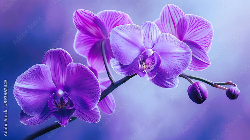 A closeup of a purple orchid in garden A closeup of a purple orchid in garden