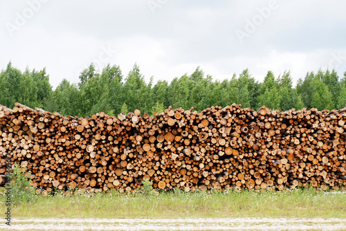 Against the background of the forest, on the grass, there is a huge pile of round logs.Harvesting firewood for the winter for kindling stoves and fireplaces.Warehouse of business timber.