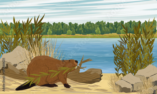 A beaver carries a branch in its teeth. Construction of a beaver dam on the river bank. Realistic vector landscape