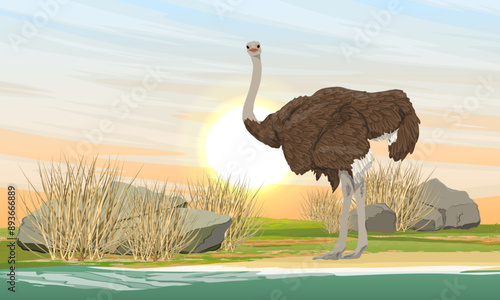 African common ostrich stands on the shore of a lake. Wildlife of Africa. Realistic vector landscape.