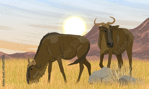 A pair of Wildebeest stand in tall dry grass in the African savannah at the foot of the mountains. Realistic vector landscape