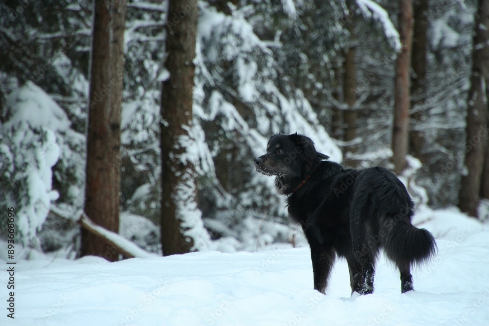 Naklejka premium Black dog stands in snowy forest.