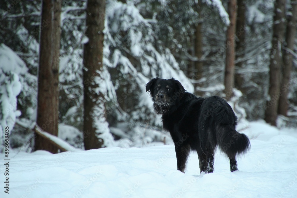 Black dog stands in snowy forest. Black dog stands in snowy forest.