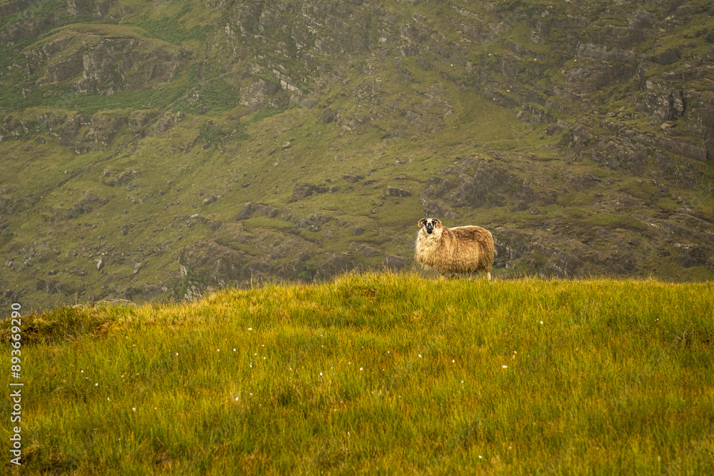 Fototapeta premium sheep in the mountains