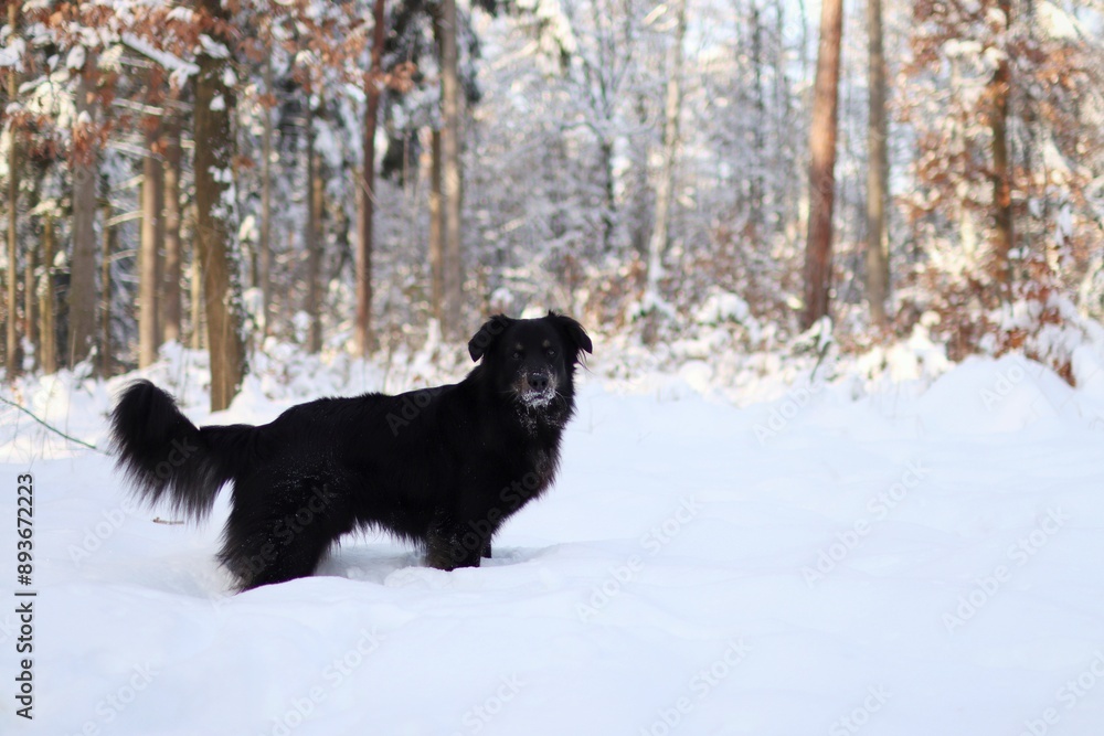 Naklejka premium Black dog stands in snowy forest.